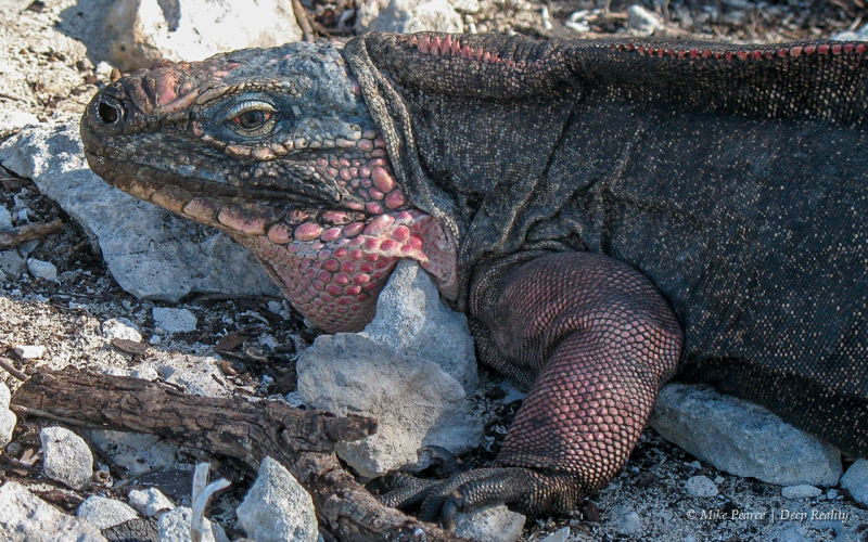 Allen Cays rock iguana (Cyclura cychlura inornata)