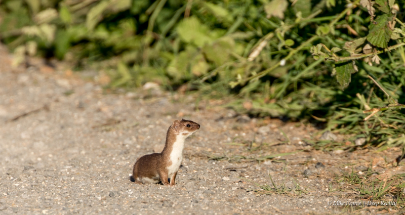 Stoat | RSPB Ham Wall