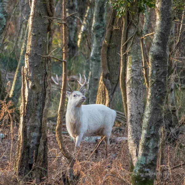 Sika Deer Stag showing leucism
