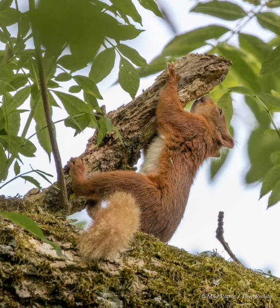 Red Squirrel |  RSPB Loch of Kinnordy, Scotland