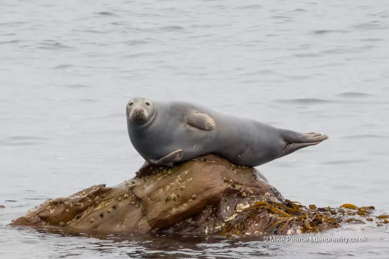Grey Seal