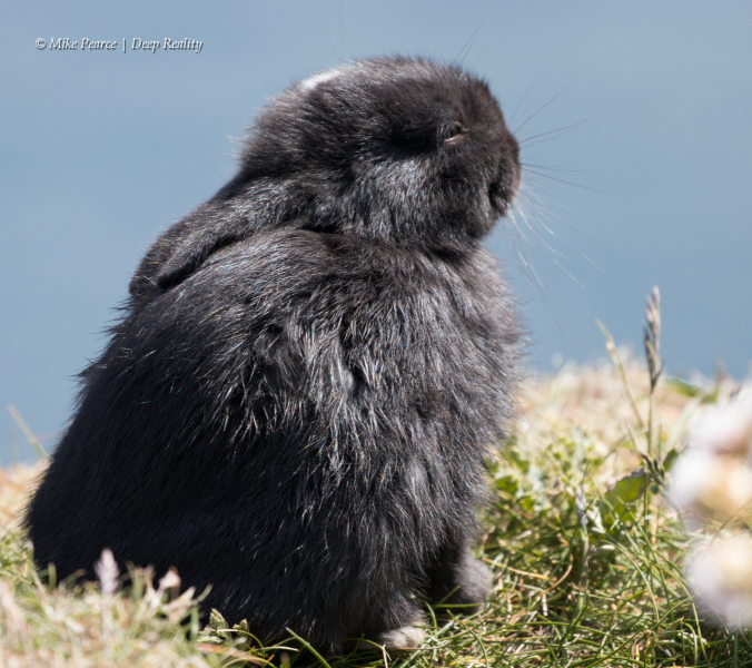 Black (melanistic) Rabbit