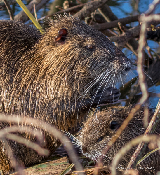 Coypu  | Marais d'Orx, France