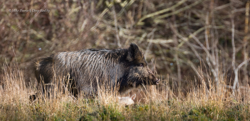 Wild Boar | Forest Of Dean