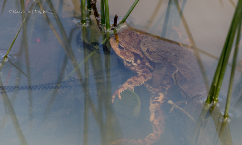 Toads, mating | RSPB Nags Head