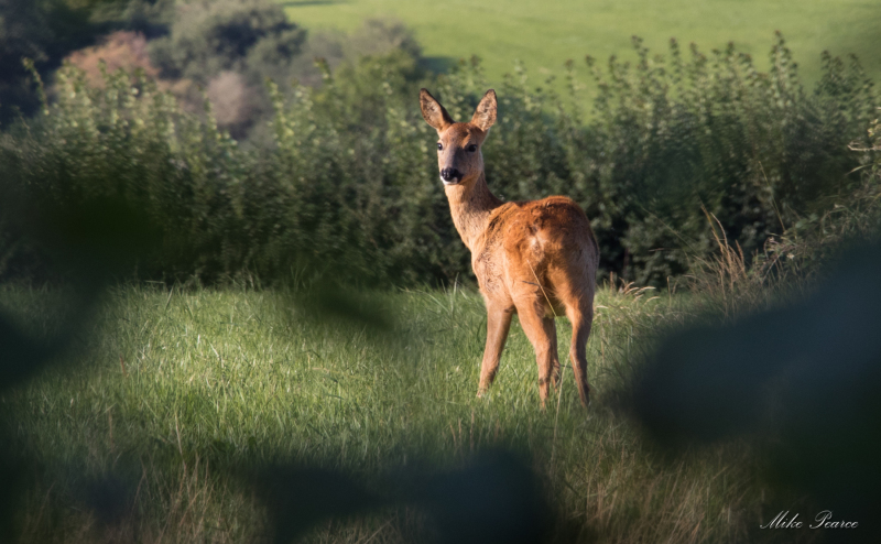 Roe Deer | Somerset