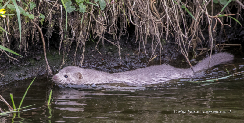 Mink | Somerset Levels