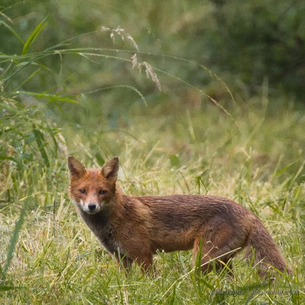 Fox | RSPB Ham Wall