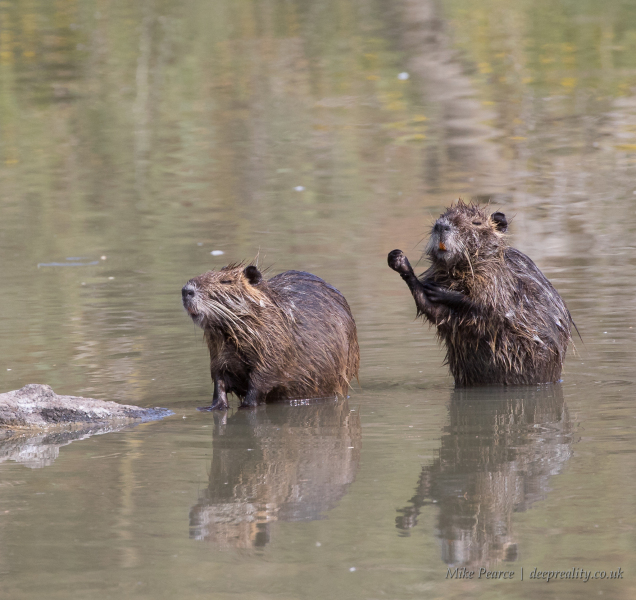 Coypu | Camargue, France