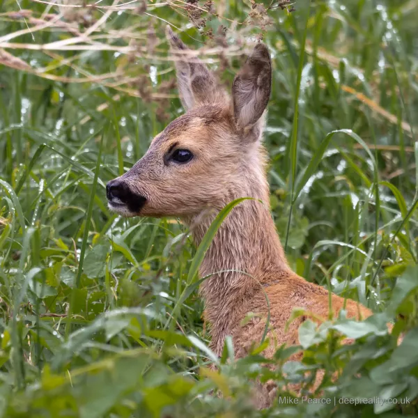 Roe Deer