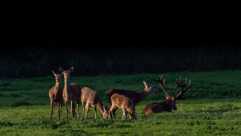 Red Deer