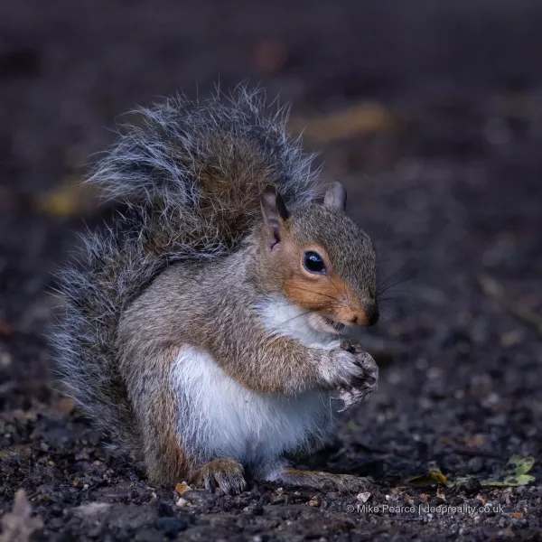 Grey Squirrel