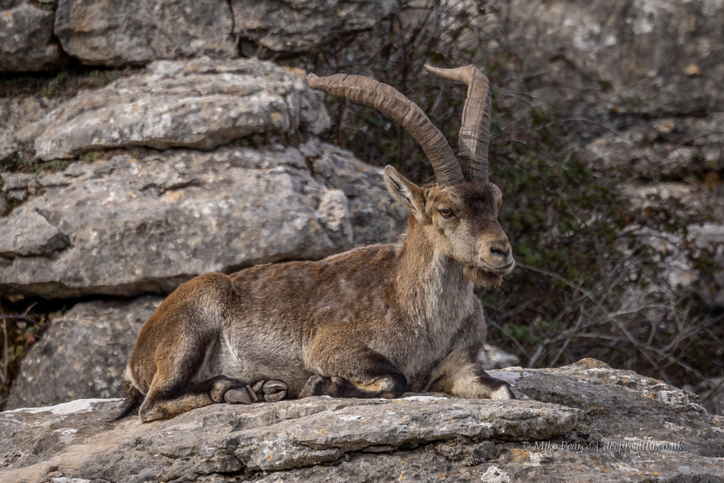 Ibex