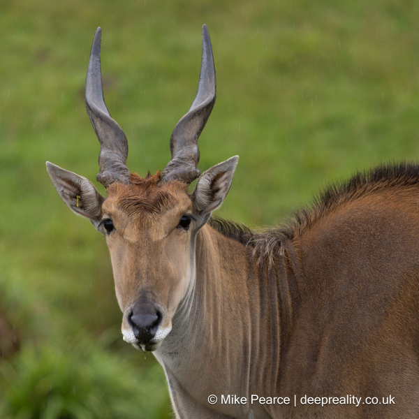 Common Eland