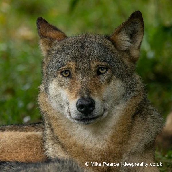 Grey Wolf
