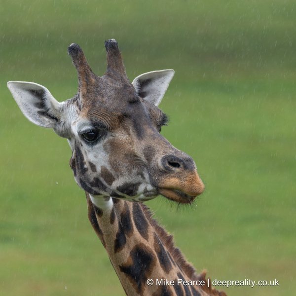 Rothchild's Giraffe