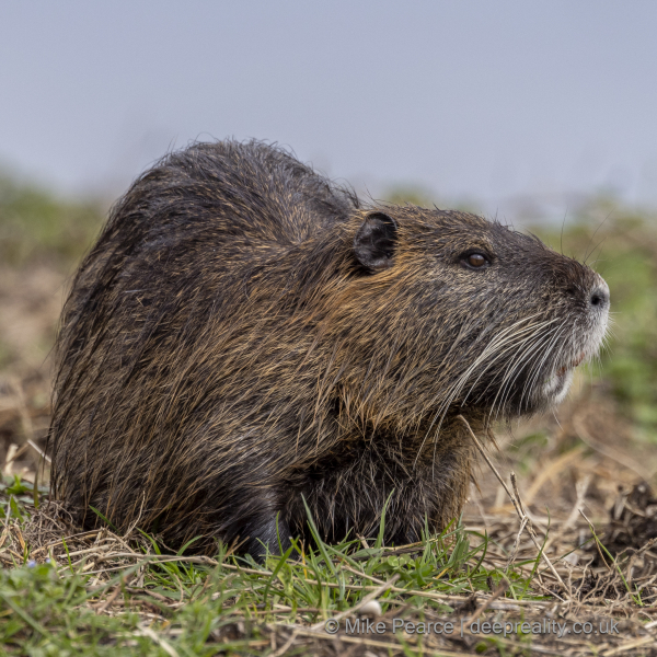 Coypu
