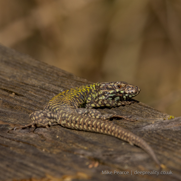 Italian wall lizard