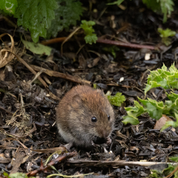 Field Vole