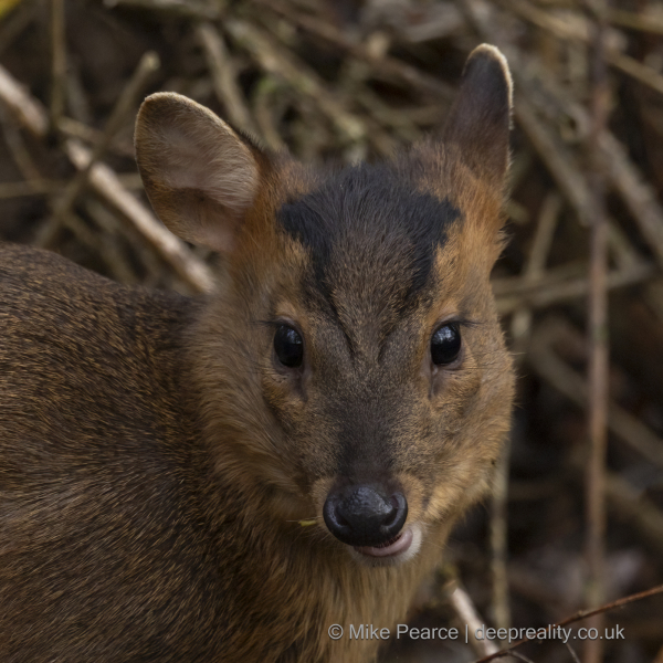 Muntjac