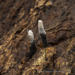 20251030_Mike-Pearce_Avalon-Marshes_Autumn-2025__M_00735