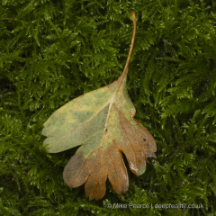 20251030_Mike-Pearce_Avalon-Marshes_Autumn-2025__M_00736