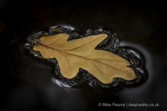 20251030_Mike-Pearce_Avalon-Marshes_Autumn-2025__M_00742-scaled