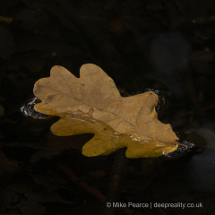 20251030_Mike-Pearce_Avalon-Marshes_Autumn-2025__M_00746
