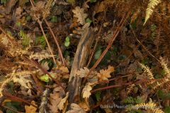 20251030_Mike-Pearce_Avalon-Marshes_Autumn-2025__M_00752-scaled