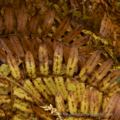 20251030_Mike-Pearce_Avalon-Marshes_Autumn-2025__M_00756