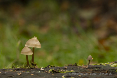 20251030_Mike-Pearce_Avalon-Marshes_Autumn-2025__M_00766-Edit-scaled