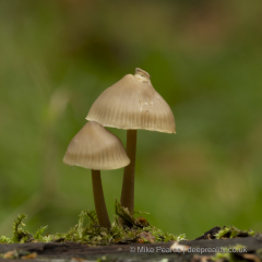 20251030_Mike-Pearce_Avalon-Marshes_Autumn-2025__M_00767-Edit