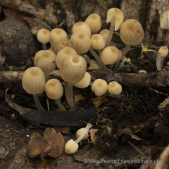 20251030_Mike-Pearce_Avalon-Marshes_Autumn-2025__M_00792-Edit