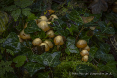 20251102_Mike-Pearce_Avalon-Marshes_Autumn-2025__M_00867-Edit-scaled