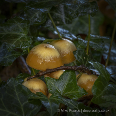 20251102_Mike-Pearce_Avalon-Marshes_Autumn-2025__M_00870-Edit