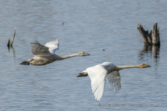 Whooper Swans in flight