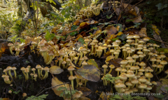 20251108_Mike-Pearce_Avalon-Marshes_Autumn-2025__M_00980-Edit-scaled