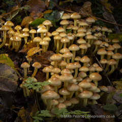 20251108_Mike-Pearce_Avalon-Marshes_Autumn-2025__M_00988-Edit-2