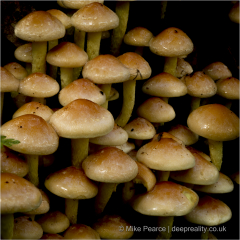 Fungi