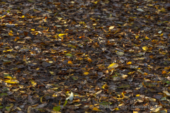 20251113_Mike-Pearce_Avalon-Marshes_Autumn-2025__M_01014-scaled