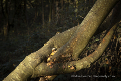 20251113_Mike-Pearce_Avalon-Marshes_Autumn-2025__M_01017-scaled