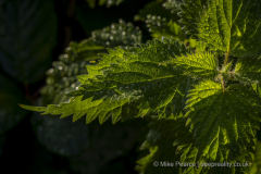 20251113_Mike-Pearce_Avalon-Marshes_Autumn-2025__M_01036-scaled