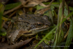 Common Frog