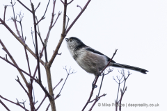 Long-tailed Tit
