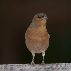 Chaffinch