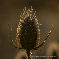 20251126_Mike-Pearce_Ham-Wall__M_01293