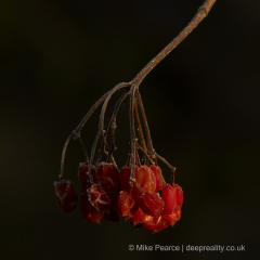 20251126_Mike-Pearce_Ham-Wall__M_01307