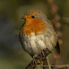 20251126_Mike-Pearce_Ham-Wall__M_01377