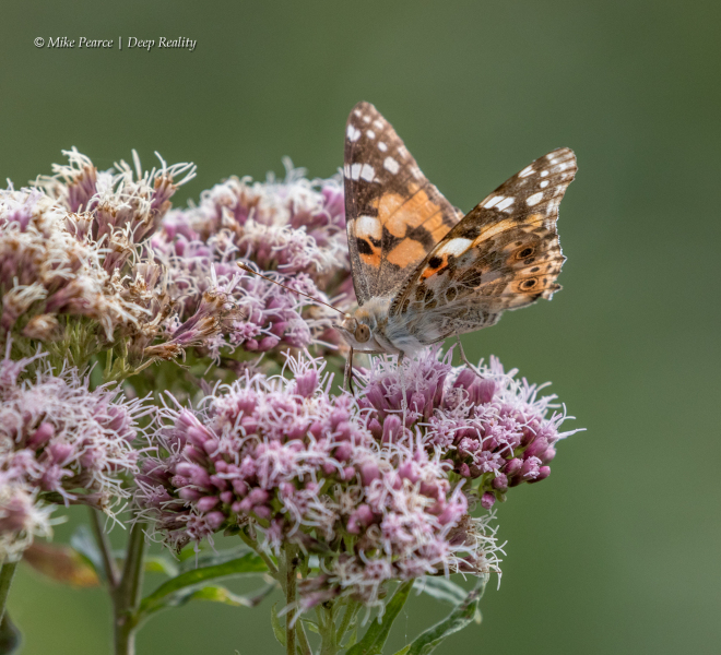 Painted Lady | RSPB Ham Wall