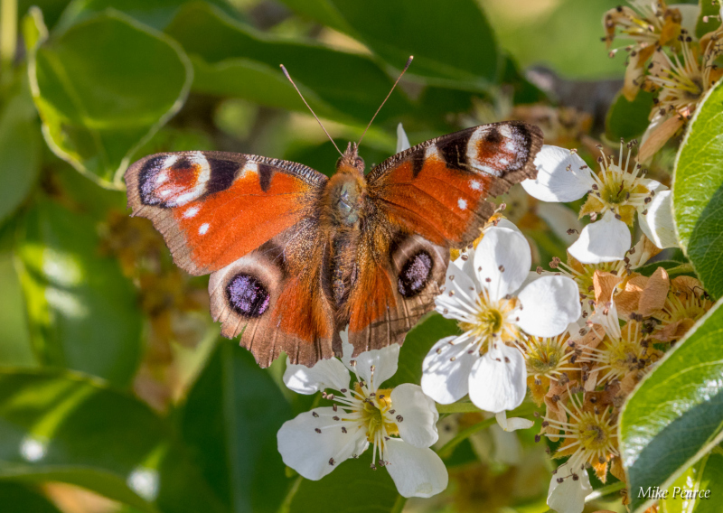 Peacock | RSPB Ham Wall